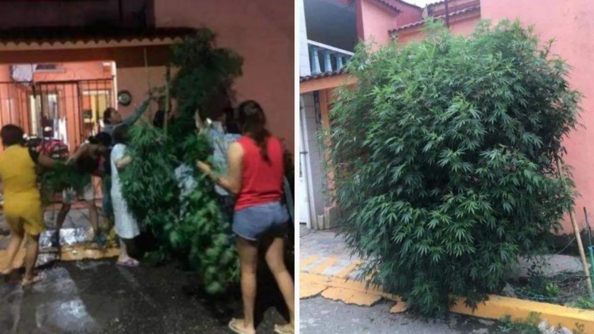 Planta de marihuana